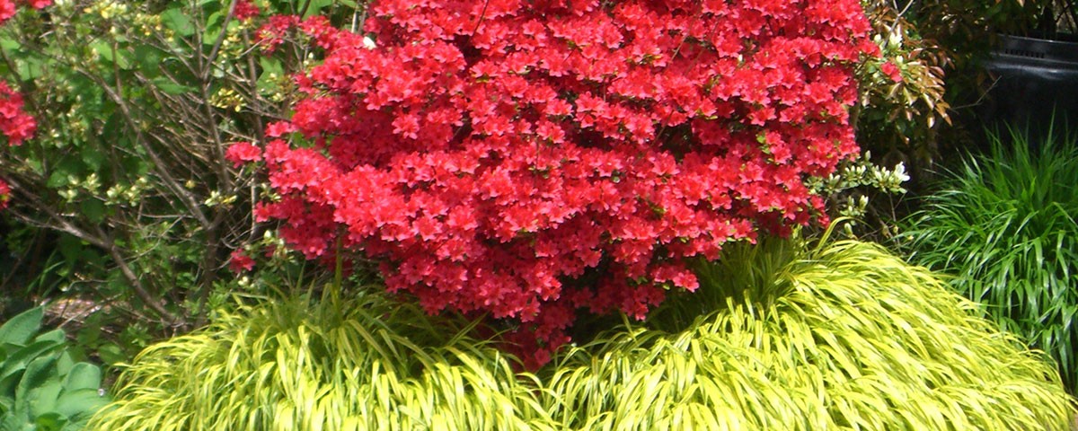 plantscape-design4